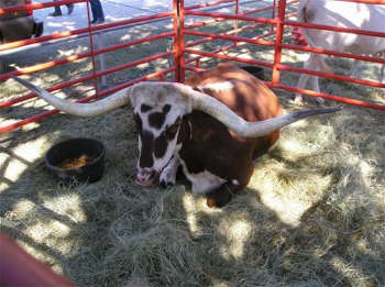 Texas Longhorn