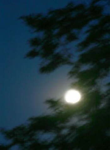 Moon Through Trees