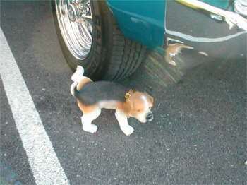 This nice little doggy was giving free tire washes