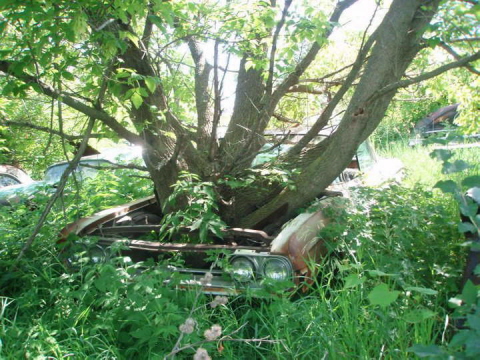 A Friend of Cathy and myself came across this field of old cars and took this great pic. I think the car is a 60 Olds or Buick? As we can see its been here a long time!! Its not a barn find but a great pic just the same. Thanks Bill and Cathy Barrand.