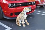 Novato Cars & Coffee 4-1889